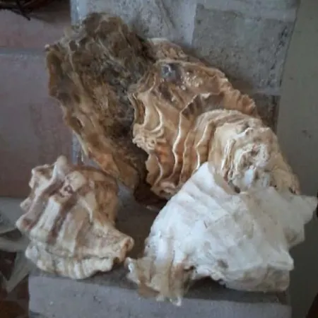 Amarena Sicily Panzió Marsala